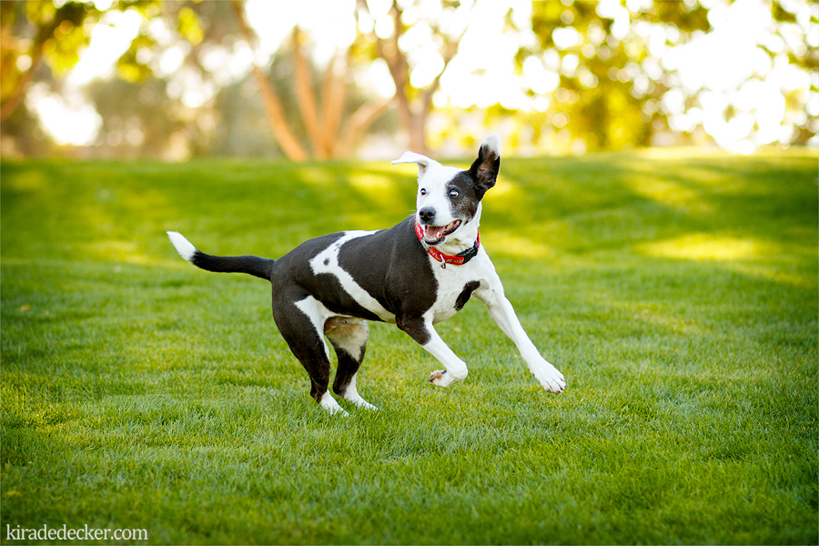 Bella the terrier mix Scottsdale Civic Center Pet Photography Session 05