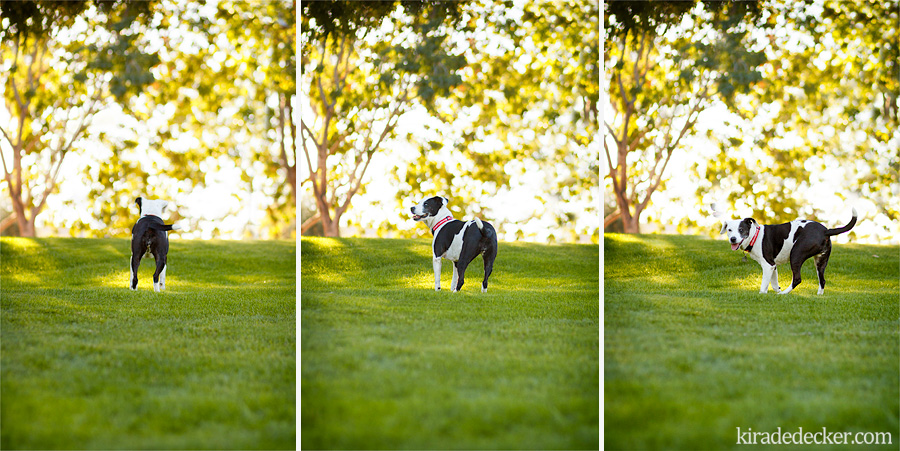 Bella the terrier mix Scottsdale Civic Center Pet Photography Session 04