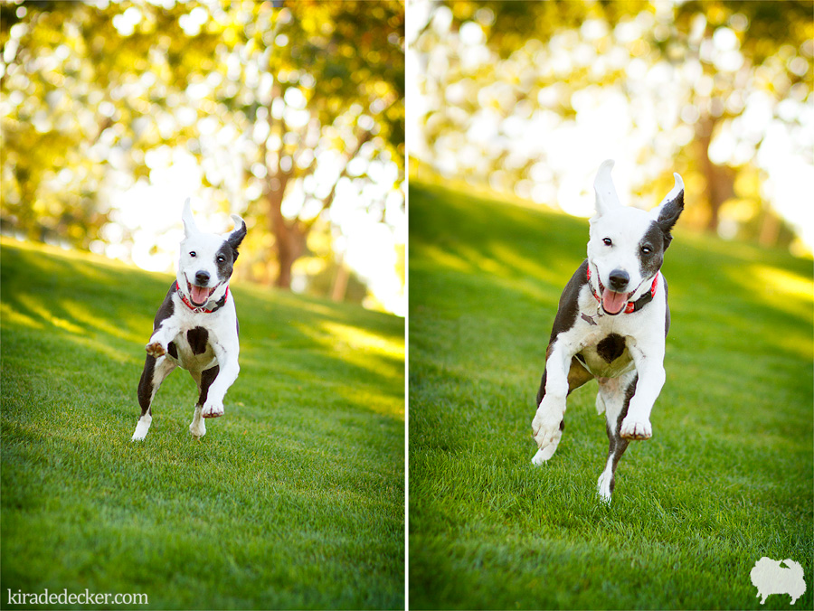 Bella the terrier mix Scottsdale Civic Center Pet Photography Session 06