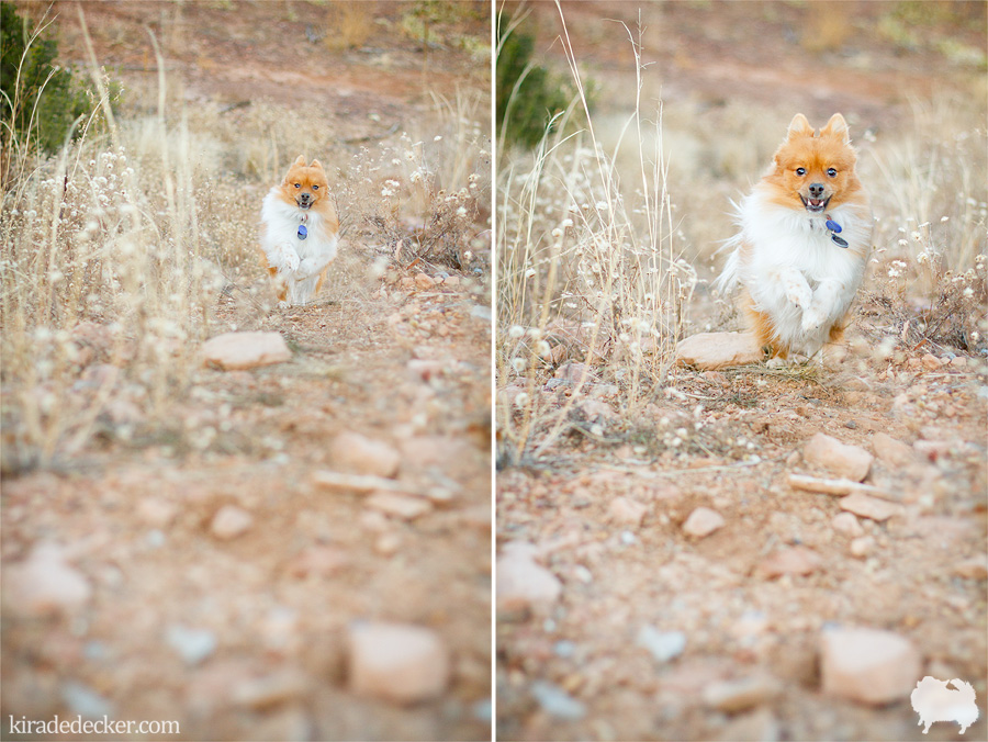 Bixby Orange and White Parti Pomeranian Running