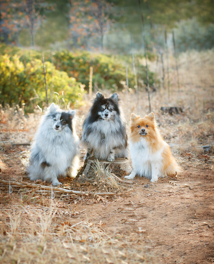 Three Pomeranians 