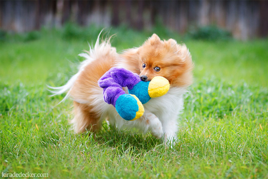  Pomeranian Playing Phoenix Pet Photography 10