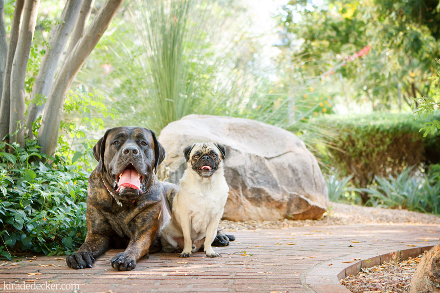 Pug and Mastiff Arizona Pet Photography Session 02