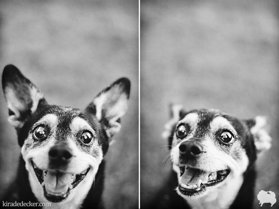 Radar the Rat Terrier mix Arizona Pet Photography Session