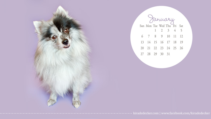 Waffles Blue Merle Pomeranian 2013 Pet Calendar 