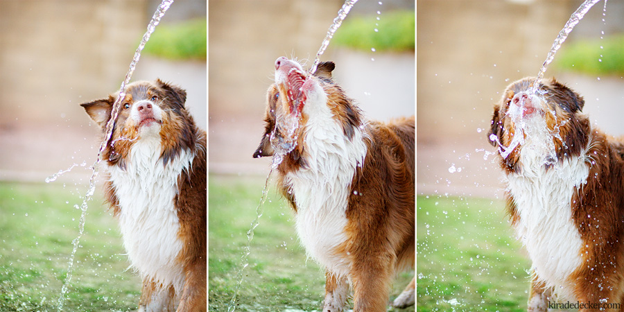Rex Red Aussie Dog Drinking Water Photo