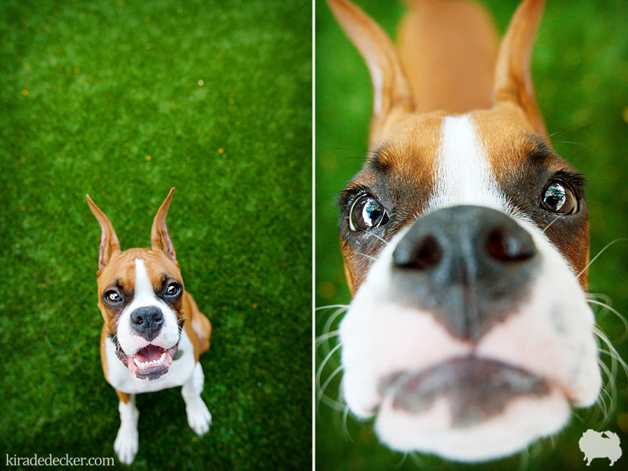 Rocky the Boxer Scottsdale Arizona Pet Photography 01