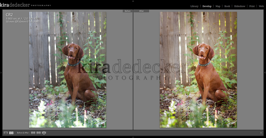 Lightroom Before and After 01