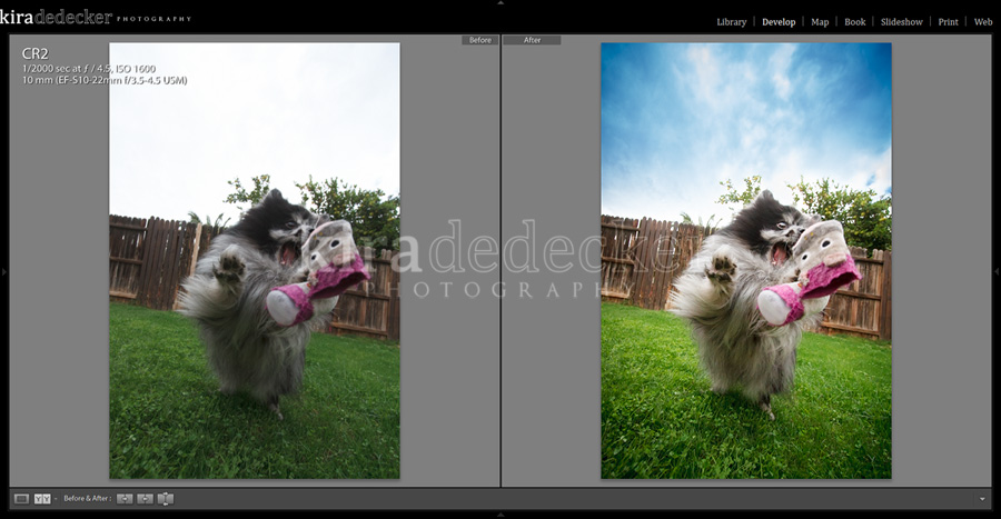 Before and After Lightroom Pet Photography