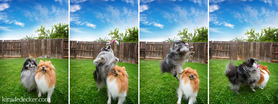 Sox and Bixby the Pomeranians playing fetch 