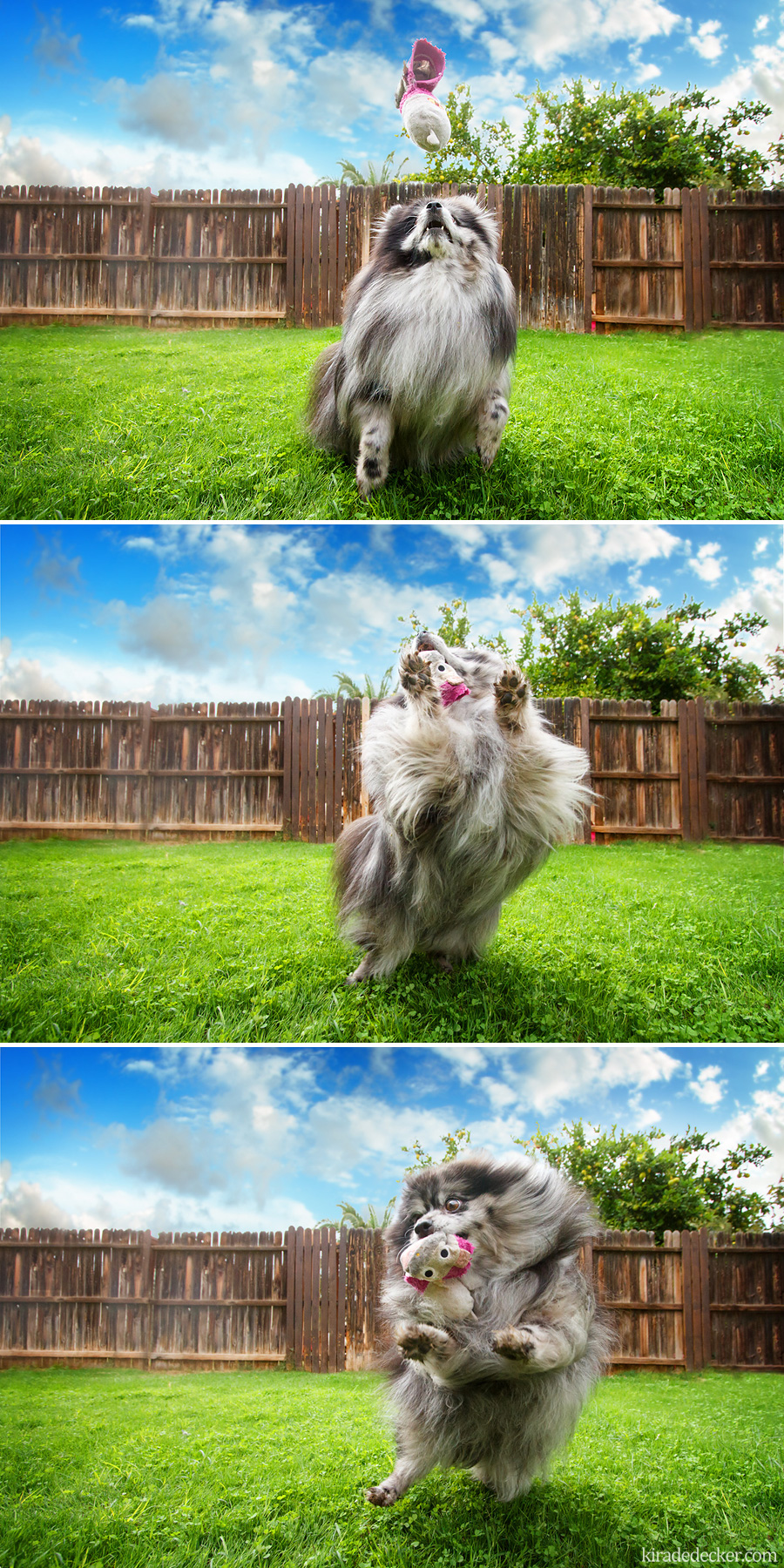 Blue Merle Pomeranian Playing Fetch 