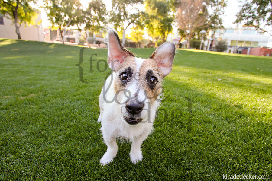 Jesse the Jack Russell Terrier Phoenix Arizona Pet Photography 03