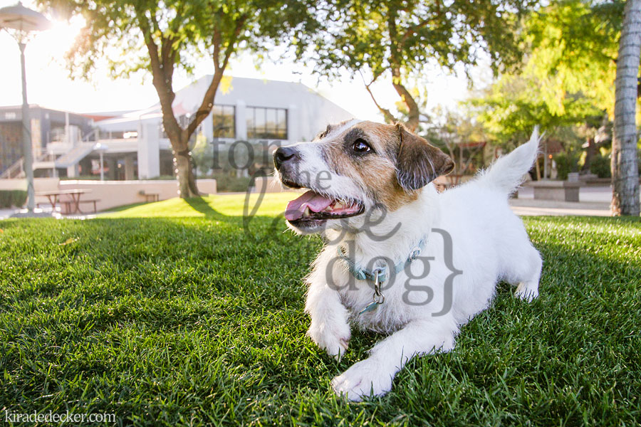 Jesse the Jack Russell Terrier Phoenix Arizona Pet Photography 05