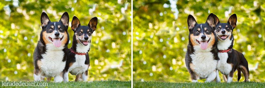 Corgi Rat Terrier Phoenix Arizona Pet Photography 01