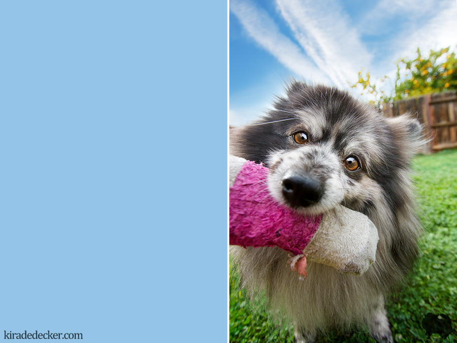 Blue Merle Pomeranian Fetch