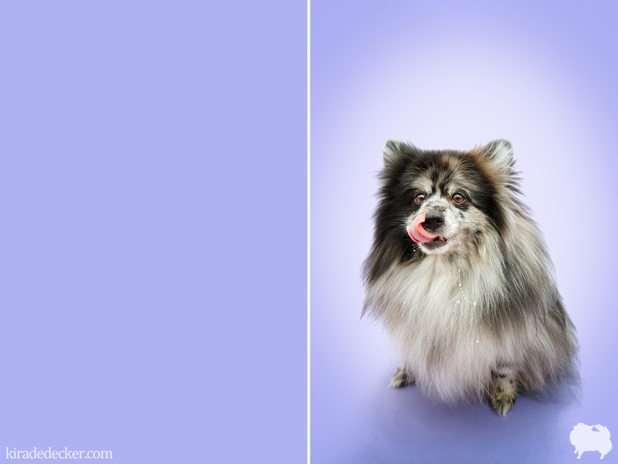 Blue Merle Pomeranian Spitting