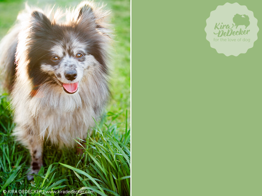 Blue Merle Pomeranian in Grass Pet Photography