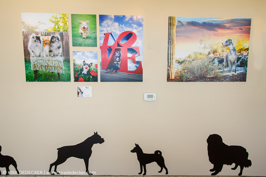 Wall Display at Foothills Pet Resort 01