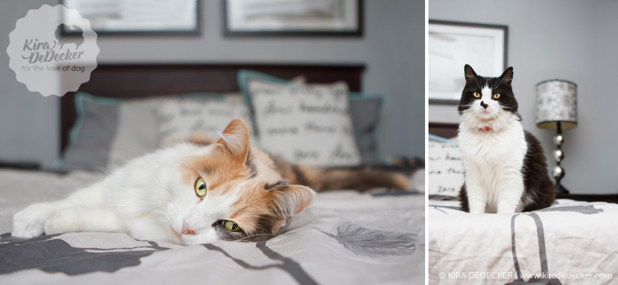 Cats on Bed Indoors