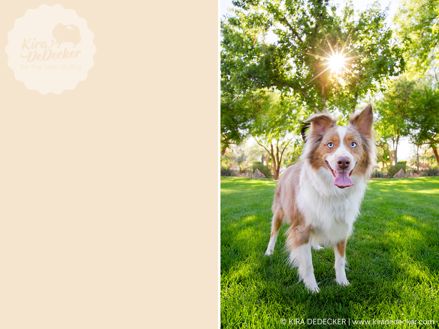 Phoenix AZ Pet photography Mini Aussie dog 04