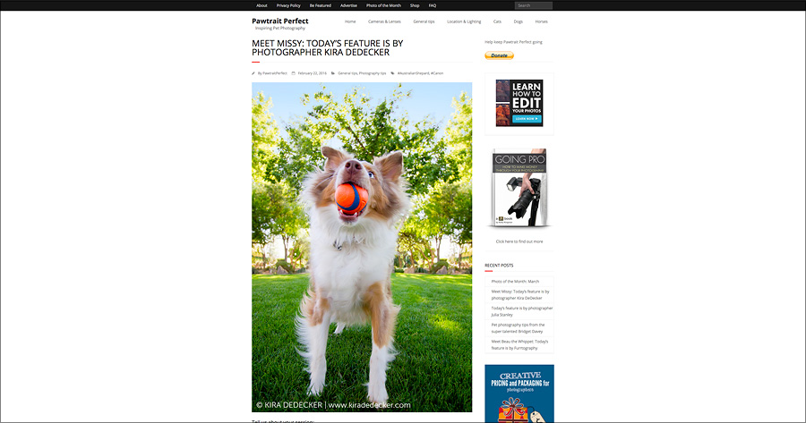 Phoenix AZ Pet Photography Pawtrait Perfect Feature