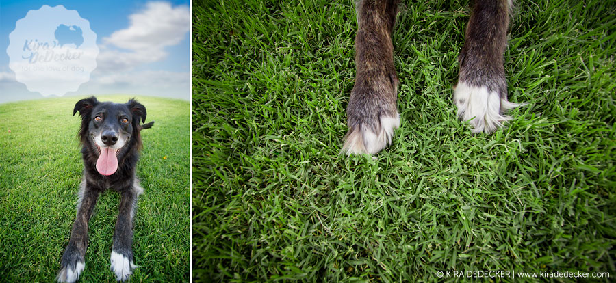 Phoenix Arizona Pet Photography 07