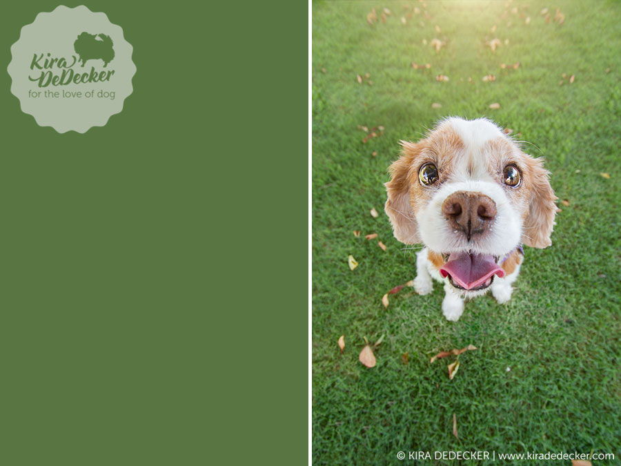 Cavalier Pet Photography Session in Scottsdale AZ 01